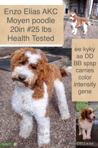 Red and white, color intensifier, health tested, AKC moyen poodle Listing Image