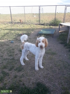 Tugg McGraw AKC Small Standard Poodle Listing Image