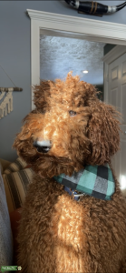 Poodle Stud Listing Image