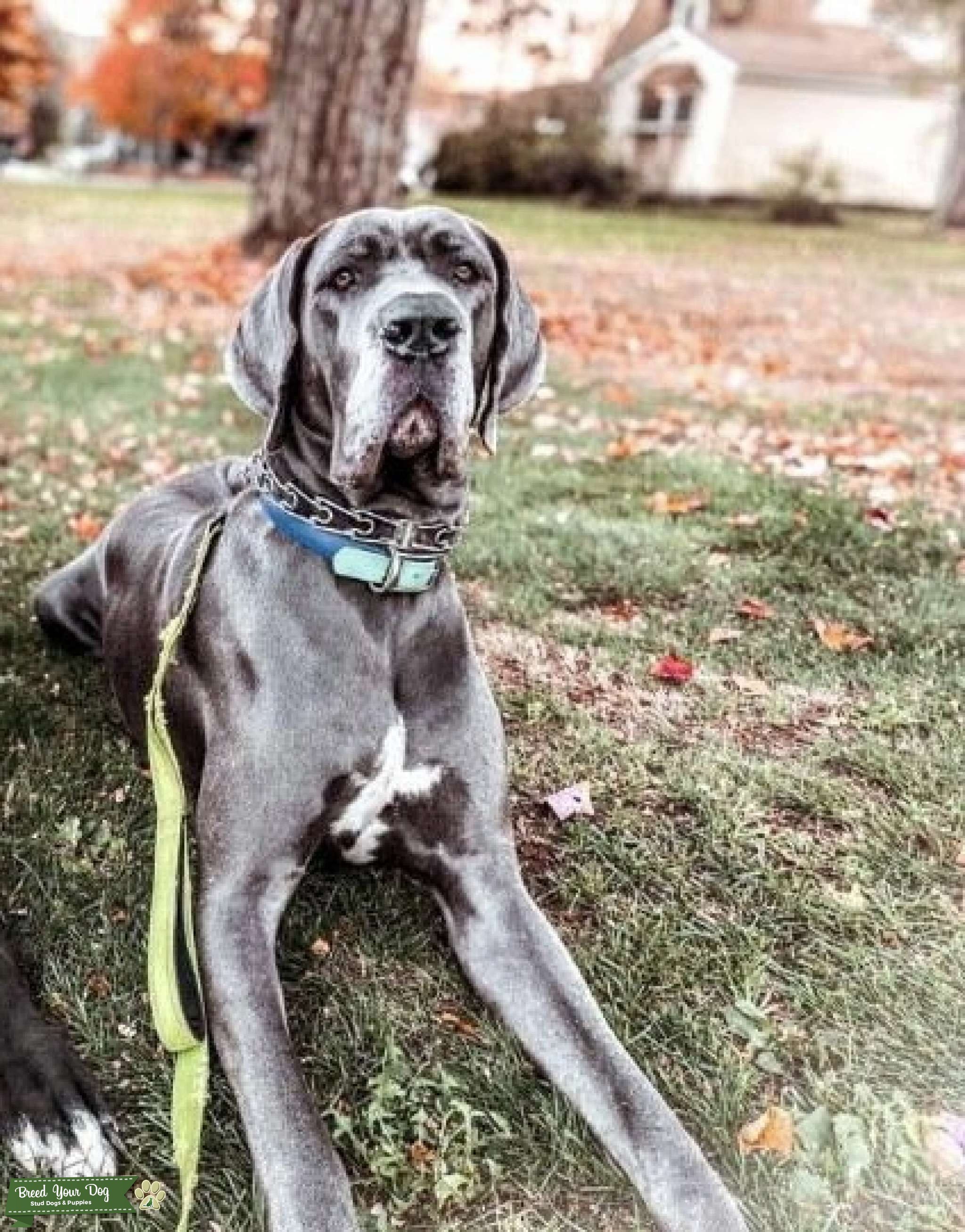 Blue AKC OFA Certified Female Great Dane Stud Dog in Pennsylvania