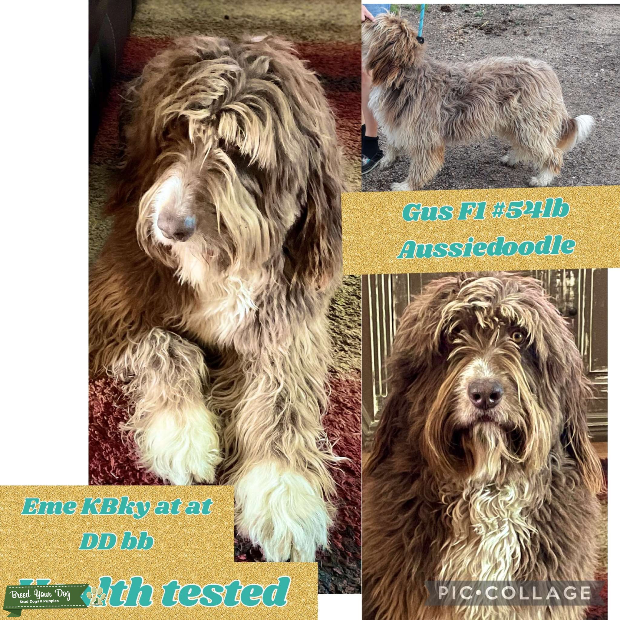 Gus F1 Aussiedoodle, CKC registered Stud Dog in Colorado, United
