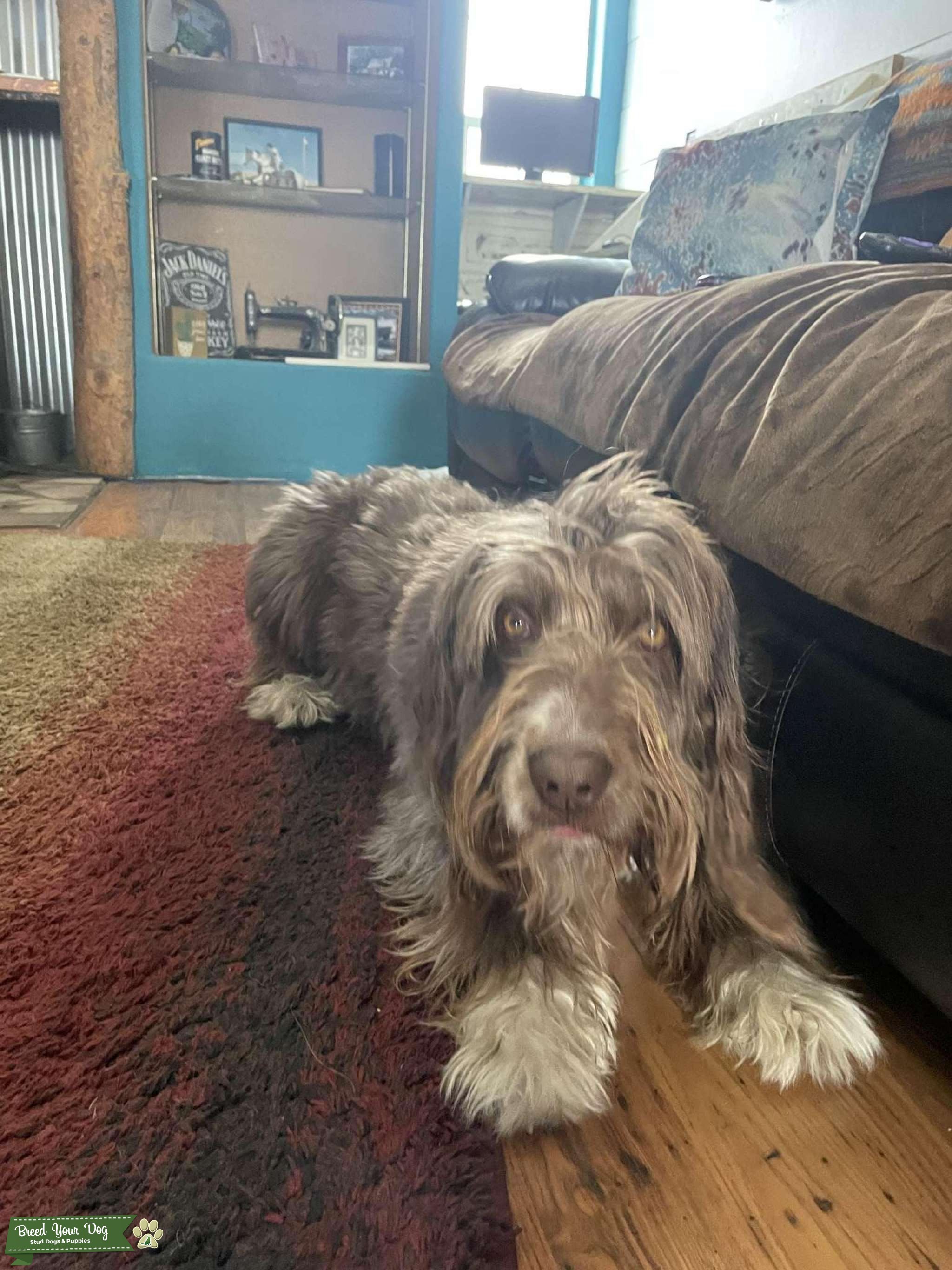 Gus F1 Aussiedoodle, CKC registered Stud Dog in Colorado, the United