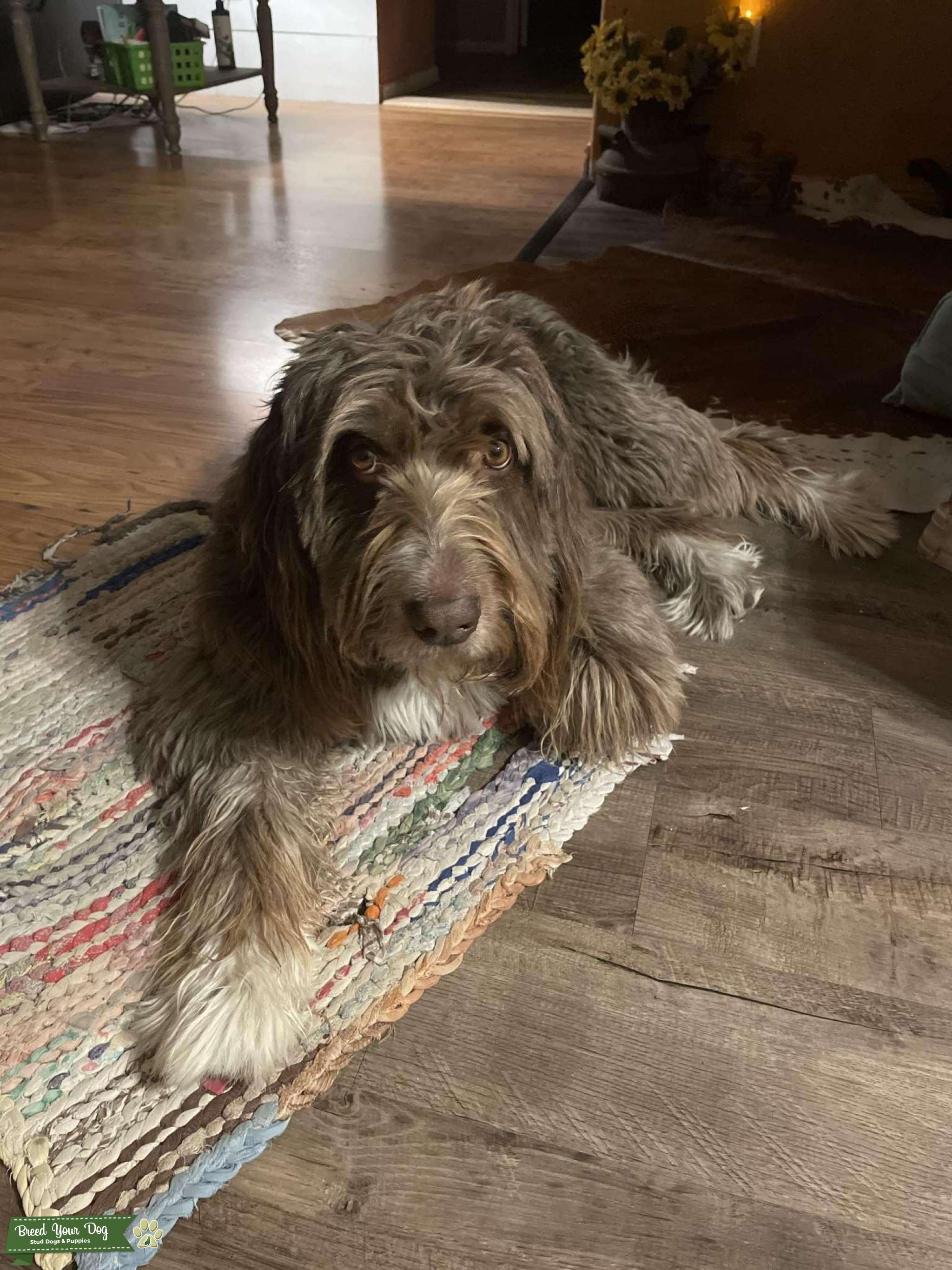 Gus F1 Aussiedoodle, CKC registered Stud Dog in Colorado, Guernsey