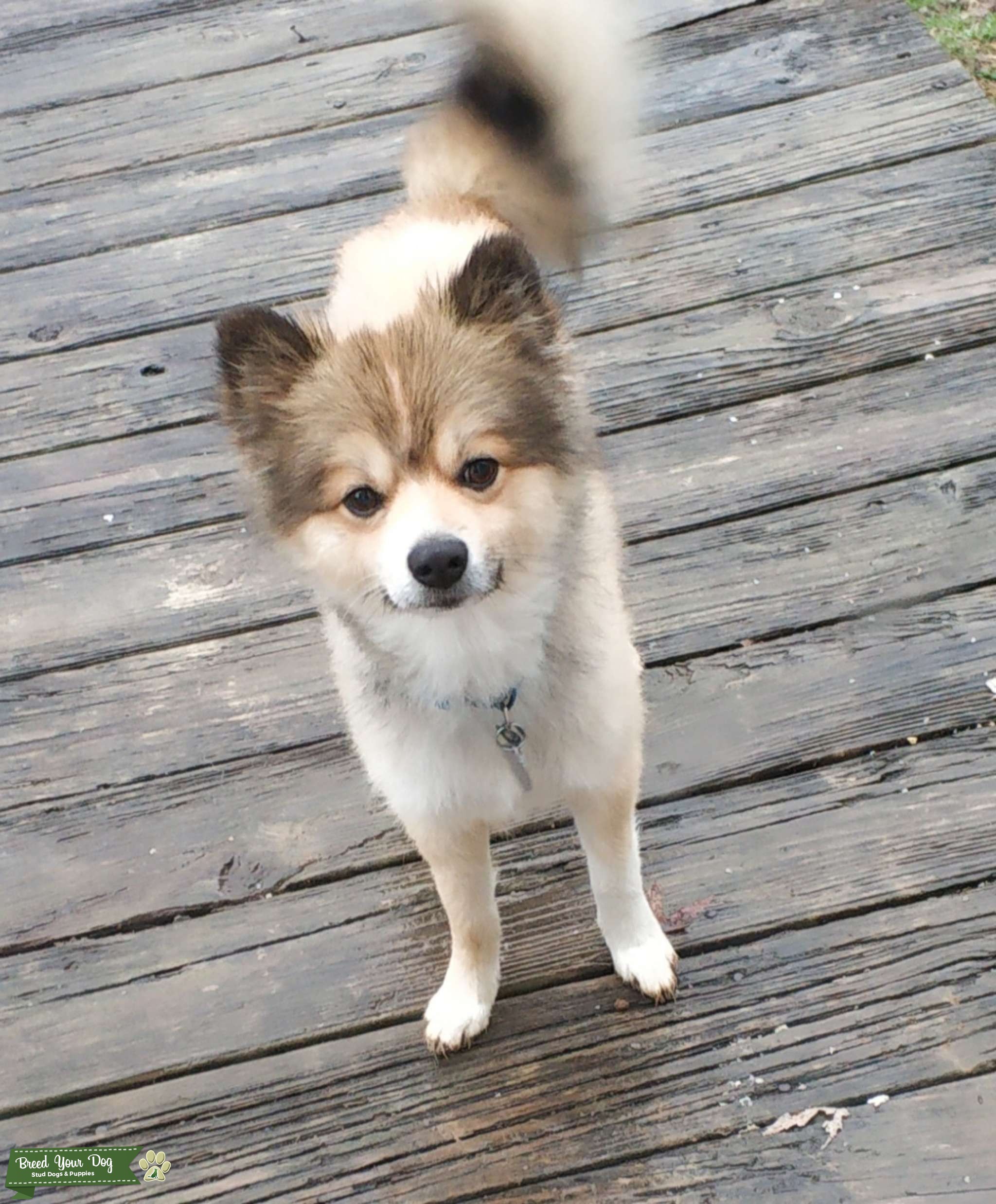 American Eskimo x Stud Dog in TN, United States Breed Your Dog