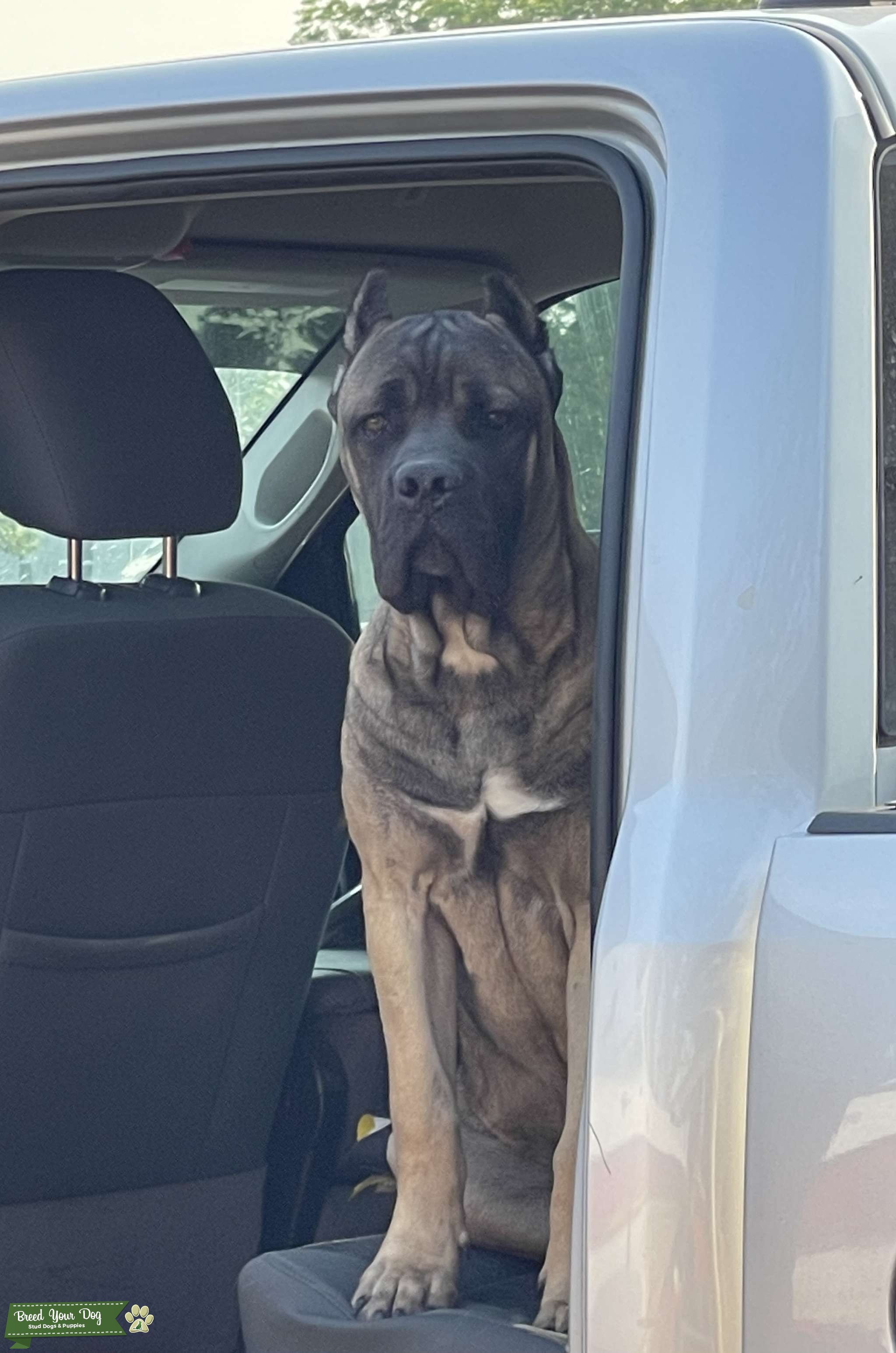 AKC & ICCF registered Cane Corso Stud Dog in Texas, the United States Breed Your Dog