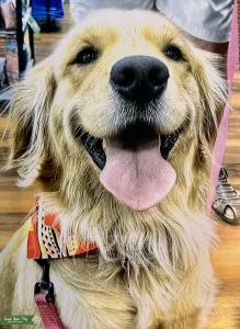 Golden Retriever  Listing Image