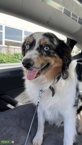 Stud 1y Male Mini Australian Sheppard (Aussie) looking for a bitch Listing Image