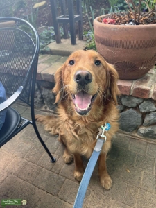 golden retriever  Listing Image