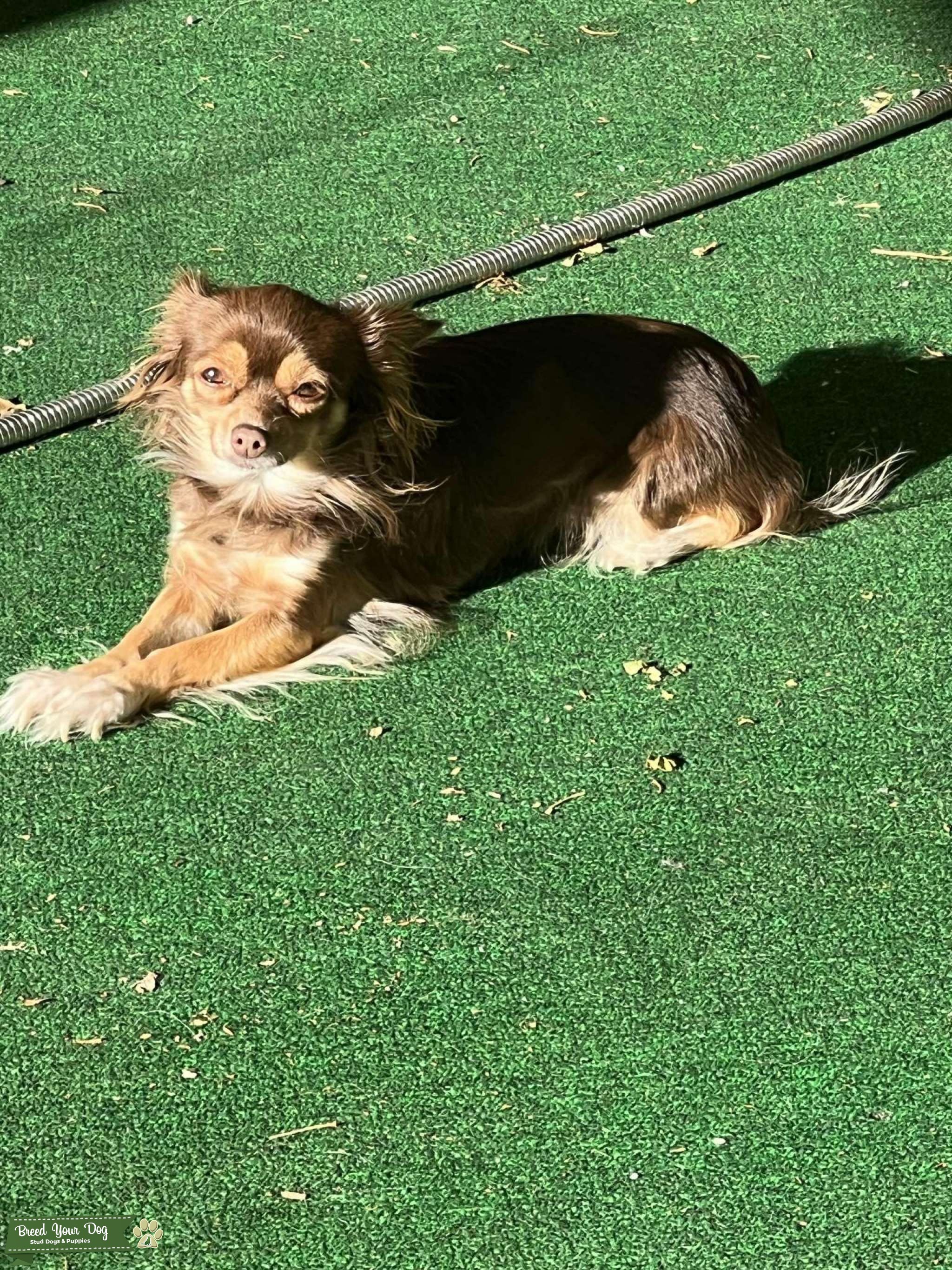 Long haired Chihuahua Stud Dog in San Bernardino , United States