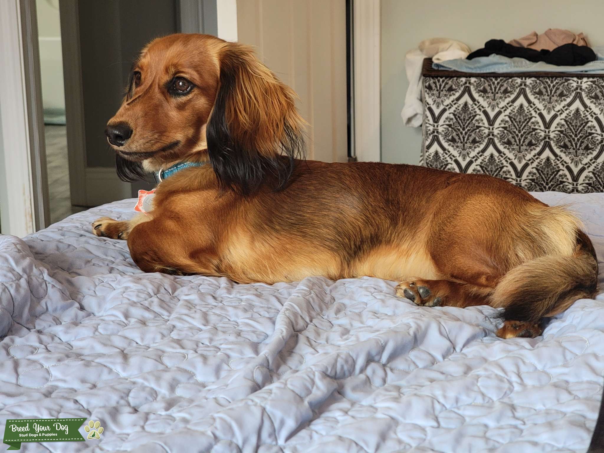 Red Sable longhaired dachshund Stud Dog in Northwest Florida, the