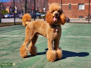 Red standard poodle Stud Listing Image