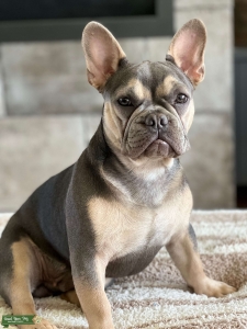French Bulldog Stud Listing Image