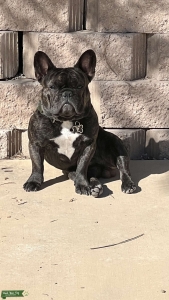 Brindle French Bulldog Listing Image