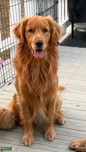 Golden Retriever Male - Rich Red Color Listing Image