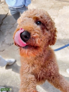 Stud in Oxford, MS POODLE Listing Image