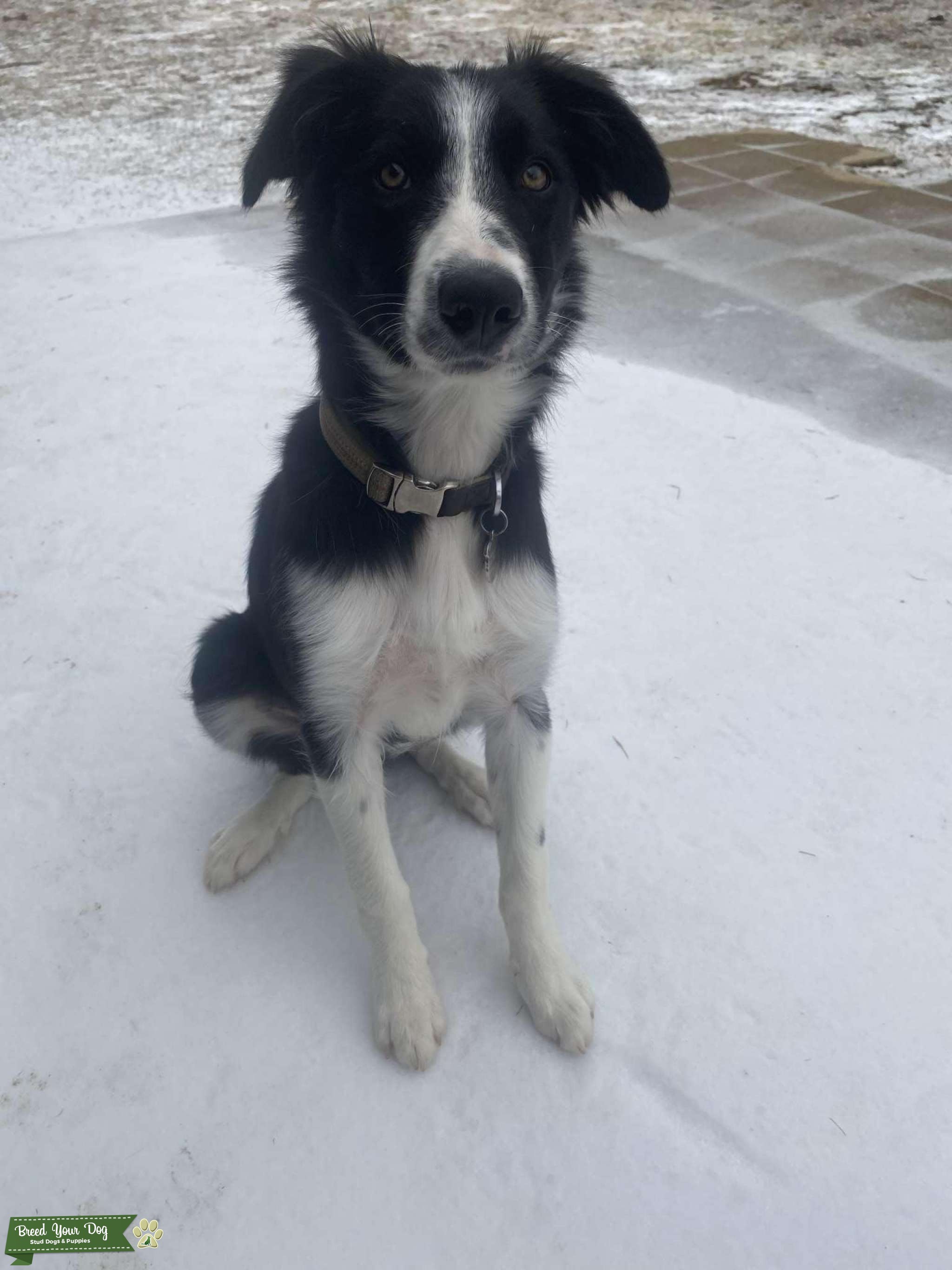 Male Smooth coat Border collie Stud Dog in Claremore, the United States Breed Your Dog