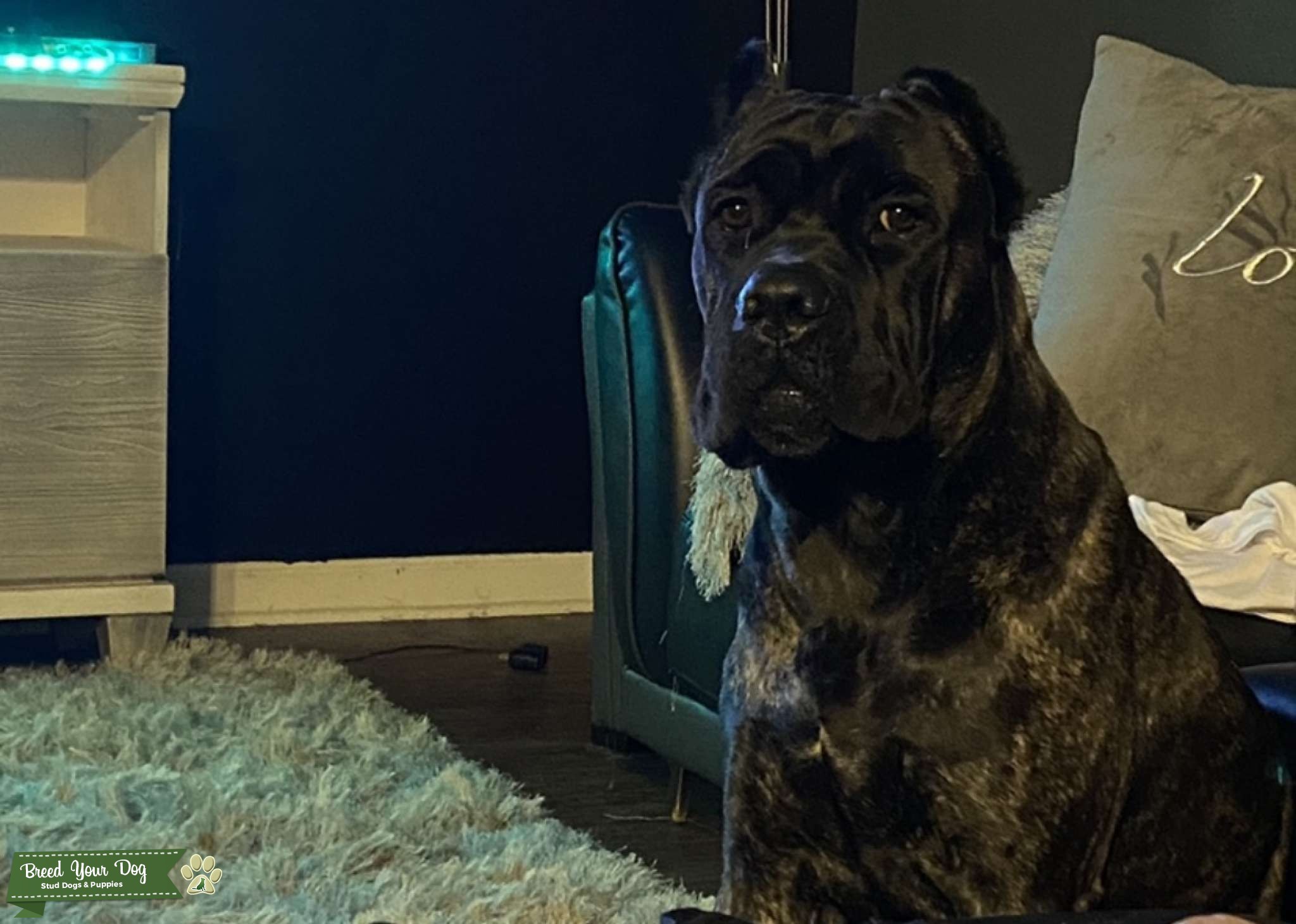 Brindle Male Cane Corso Stud Dog in Atlanta , , the United