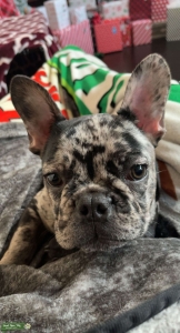 Merle Frenchie Listing Image
