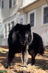 Solid Black Wooly Husky Stud Listing Image
