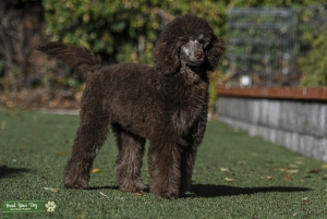 Brown Brindle Point Moyen Listing Image