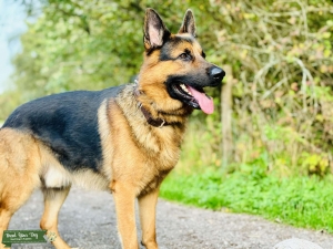Fantastic GSD stud Listing Image