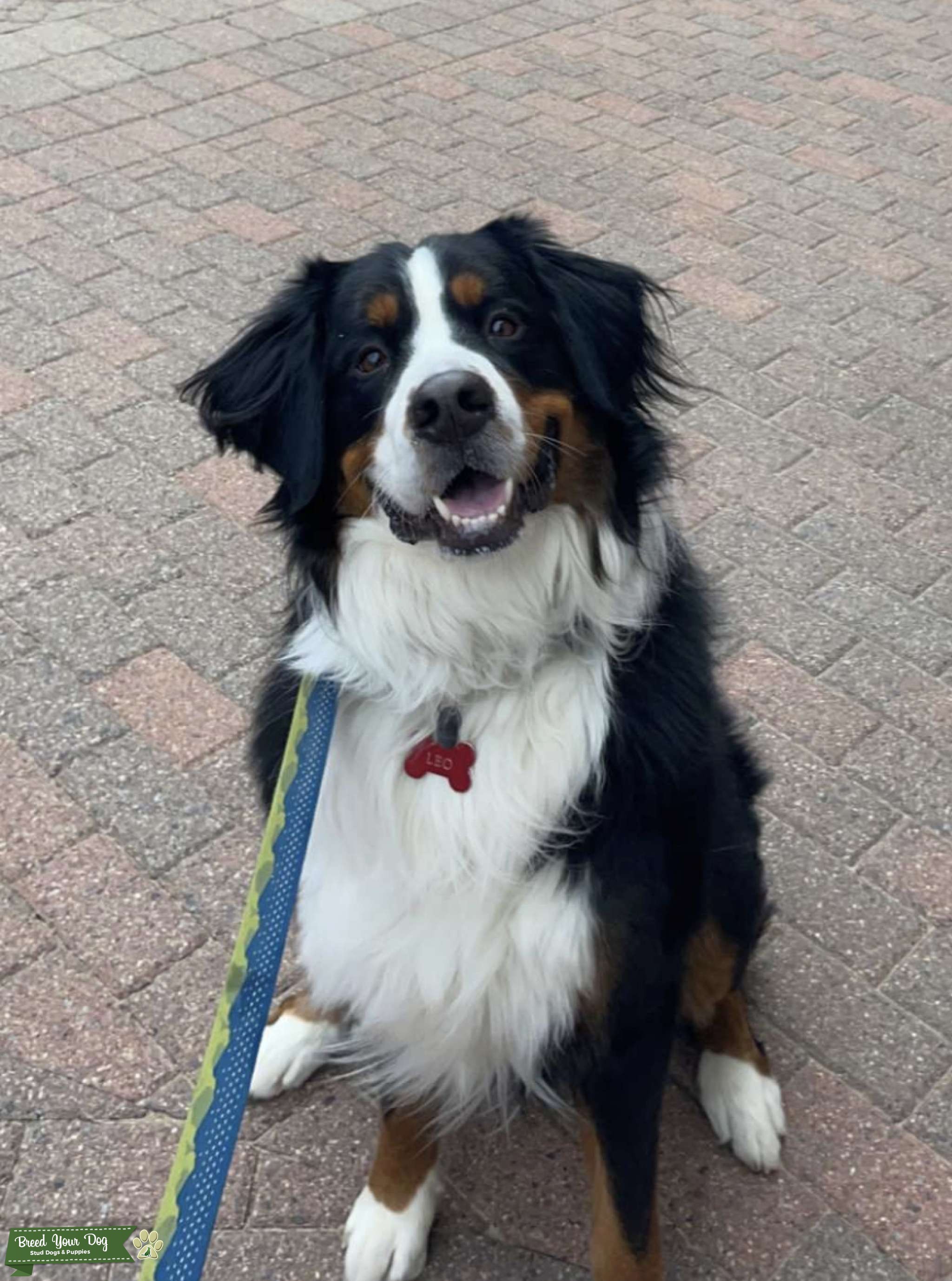 Bernese Mountain Dog AKC Certified Pure Stud Dog in Michigan, the