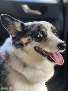 Pembroke Welsh Cardigan Corgi CKC registered  Listing Image