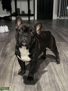 French Bulldog Stud  Listing Image