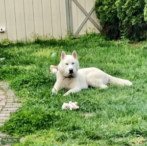 White Siberian Husky Listing Image