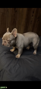 French Bulldog Stud Listing Image