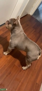 French Bulldog Stud Listing Image