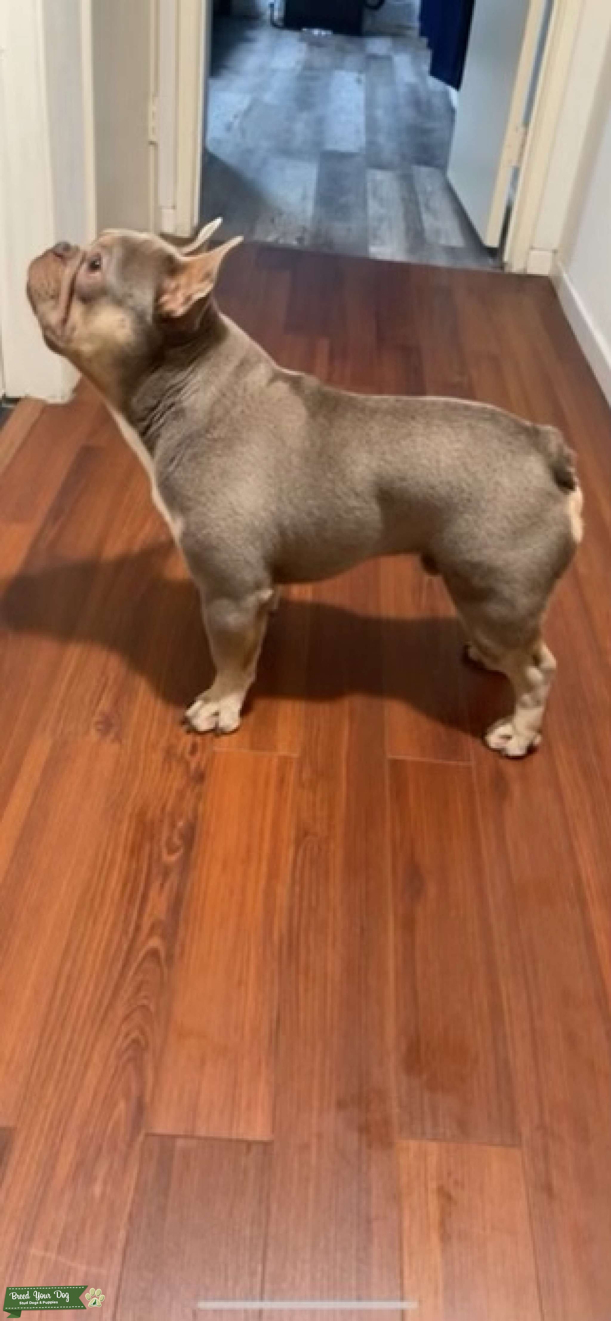 French Bulldog Stud Stud Dog in California , the United States