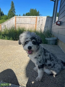 Blue Merle Ausie Doodle- miniature- 20lbs Listing Image