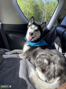 Black/ White Siberian Husky Listing Image