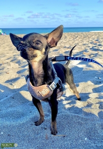 Tiny Chihuahua Stud Dog Listing Image
