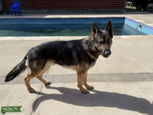 Sable German Shepherd stud Listing Image