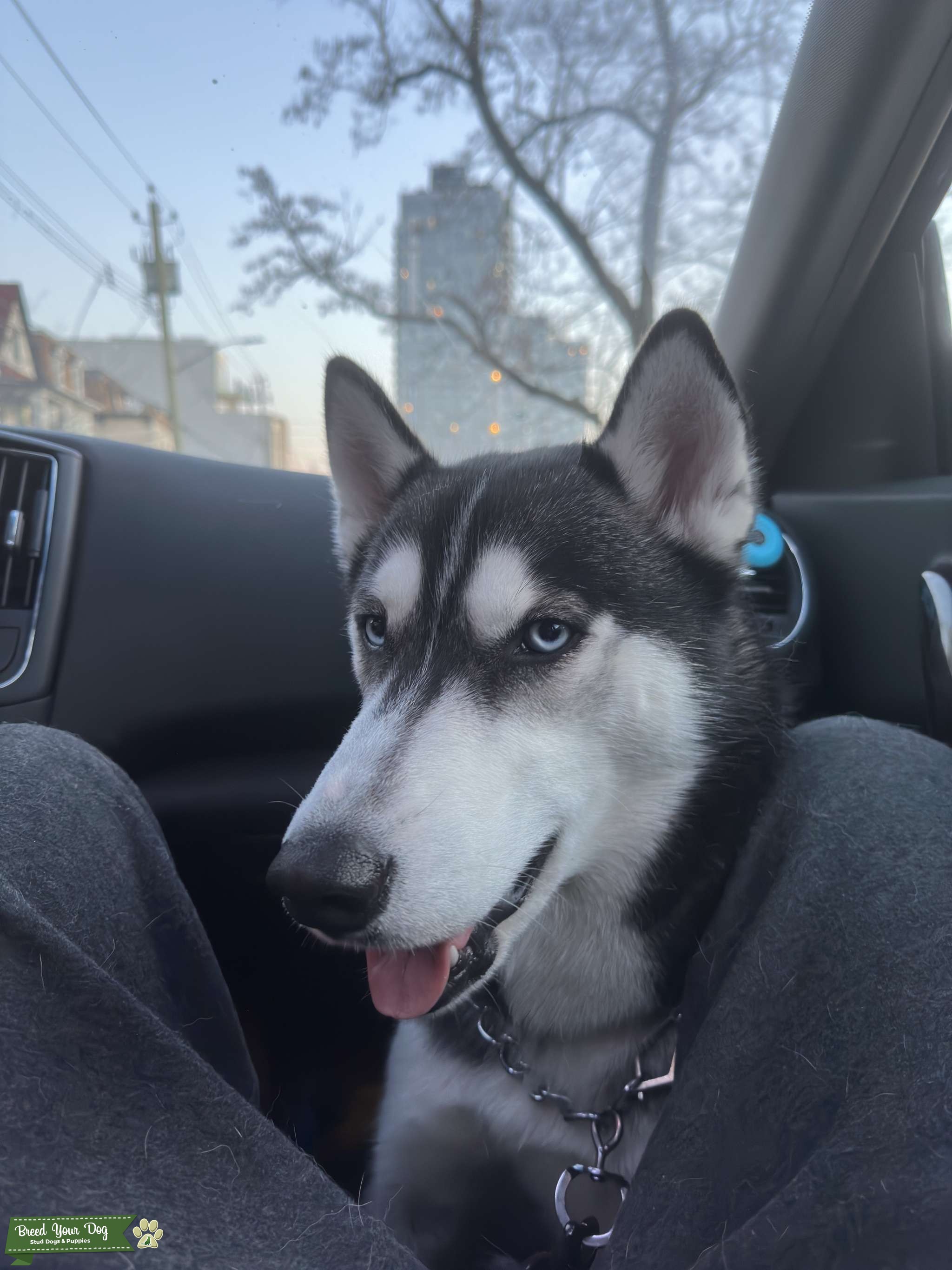 PURE BREED SIBERIAN HUSKY Stud Dog in New York , United States