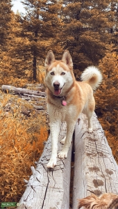 Ginger, blue eyes, Siberian Husky  Listing Image