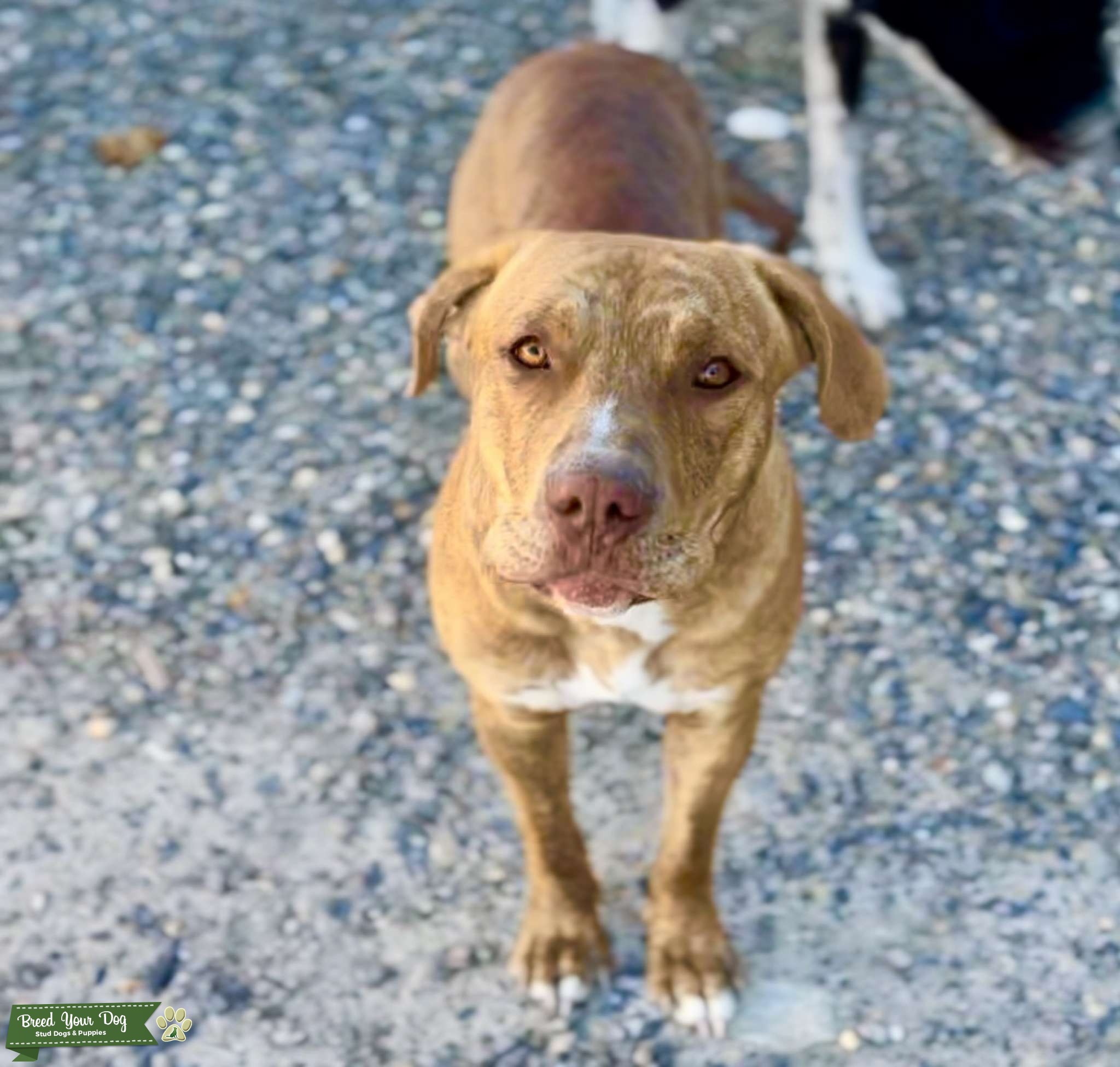 Dreamy Stud ALERT!!! Stud Dog in North west , United States Breed