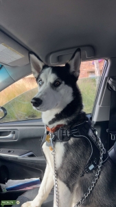 Playful loving Husky Stud Listing Image