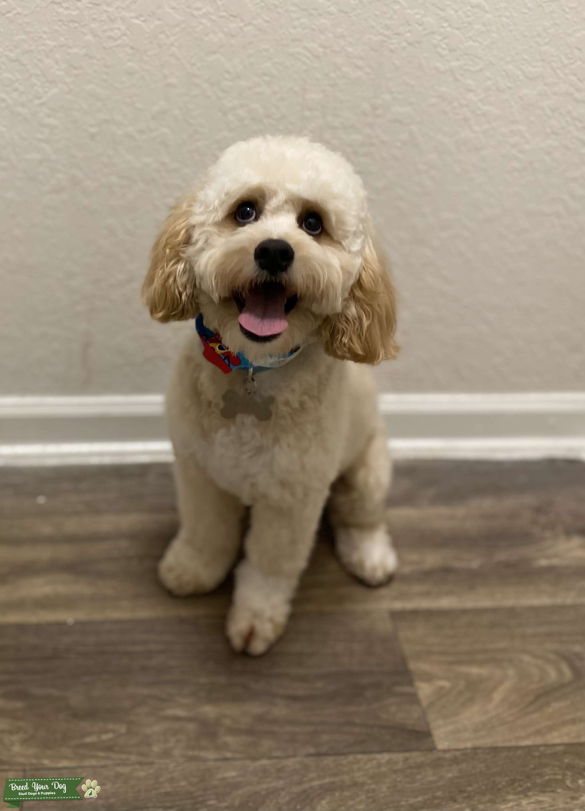 Cockapoo Stud Dog in Winter Park, Florida, United States Breed Your Dog