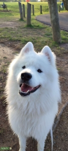 Pure Samoyed Listing Image