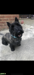 Pure breed Scottish terrier available to stud Listing Image