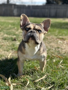 AKC Tri-Merle Stud Listing Image