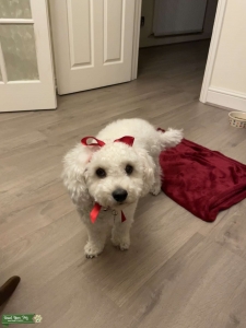 White Cavapoo  Listing Image