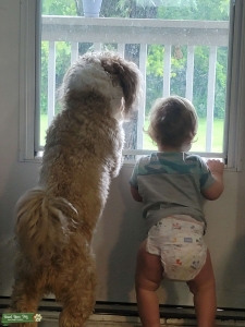 Mini Bernedoodle  Listing Image