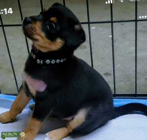 Tri-colored Small Mixed Breed Listing Image
