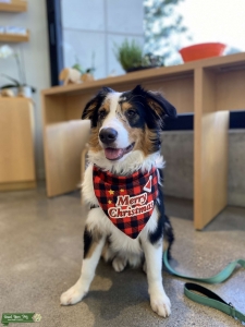 Handsome Black Tri Australian Shepherd (large mini) Listing Image