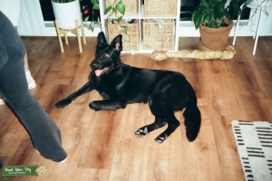 Black German Shepard  Listing Image