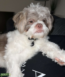 Brown & White Shih Tzu Listing Image